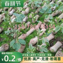 葛根种植苗正品广西藤县粉葛苗无渣带芽有芽苗葛藤菜葛粉苗绿化苗
