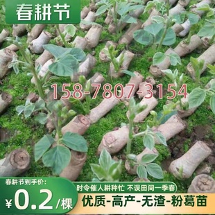 葛根种植苗正品广西藤县粉葛苗无渣带芽有芽苗葛藤菜葛粉苗绿化苗