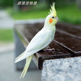 纯手养玄凤鹦鹉可学说话虎皮可学唱歌黄化幼鸟原始灰公母宠物活鸟