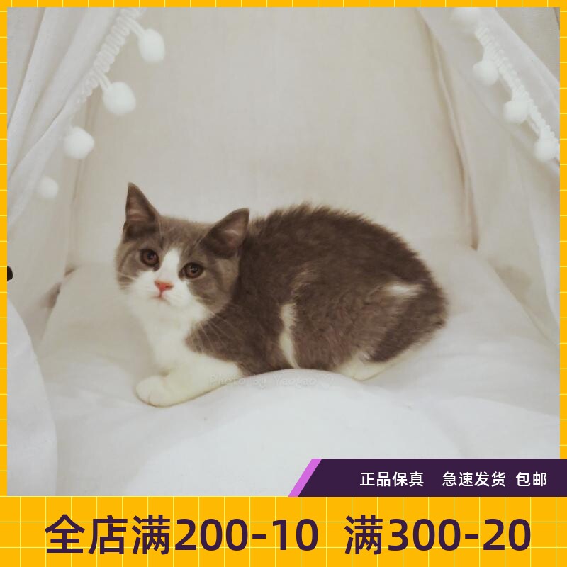 #瑶瑶名猫#英短/蓝白/纯种/英国短毛猫DD/正八字实猫拍摄（已售）