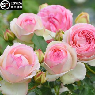 粉龙月季藤本花卉蔷薇花苗带花苞多季开花大苗拱门栅栏爬藤