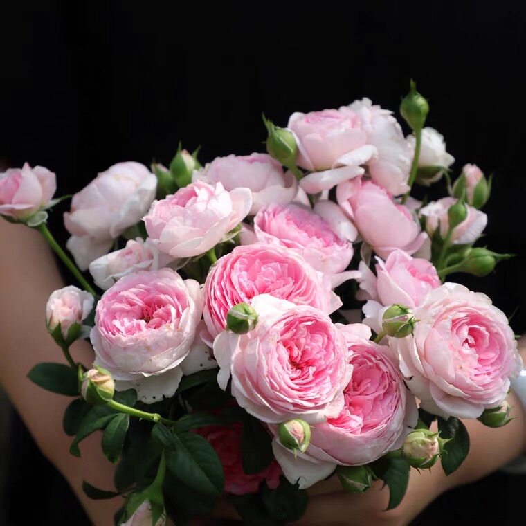 我的心月季藤本花卉蔷薇花苗带花苞四季开花大苗拱门栅栏爬藤