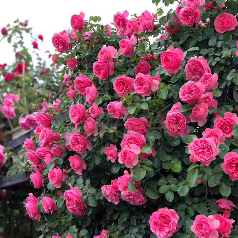 粉色达芬奇月季藤本花卉蔷薇花苗带花苞多季开花大苗拱门栅栏爬藤