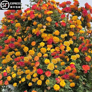 藤彩虹月季藤本花卉蔷薇花苗带花苞多季开花大苗拱门栅栏爬藤