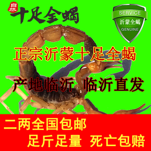 沂蒙山十足全蝎称重蝎子活体油炸泡酒入药煲汤蝎子干超大全蝎全虫