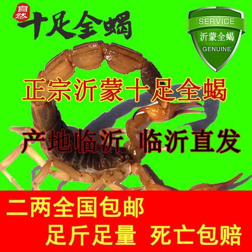 原产沂蒙十足全蝎活蝎子食用药用