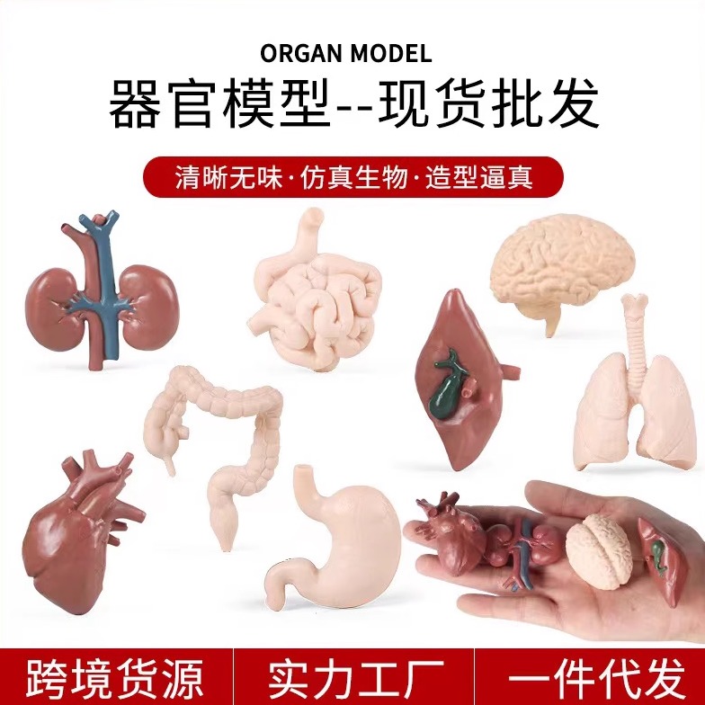 蒙台梭利静态塑胶PVC器官模型