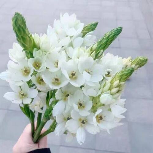 圣心百合云南昆明鲜花时令花雀梅风铃天鹅绒水养易活家居办公室