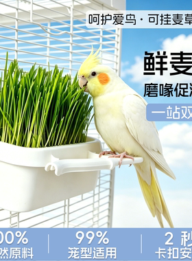 鹦鹉麦草种子零食啃咬谷物饲料虎皮玄凤牡丹促消化可食用零食站杆
