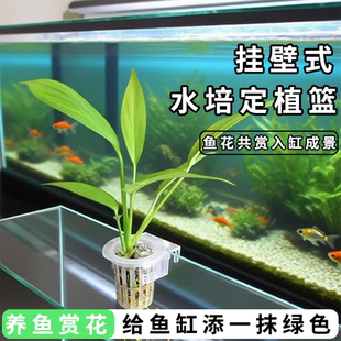 水培植物定植器挂壁式定植篮卡扣式造景植物固定支架鱼缸造景神器