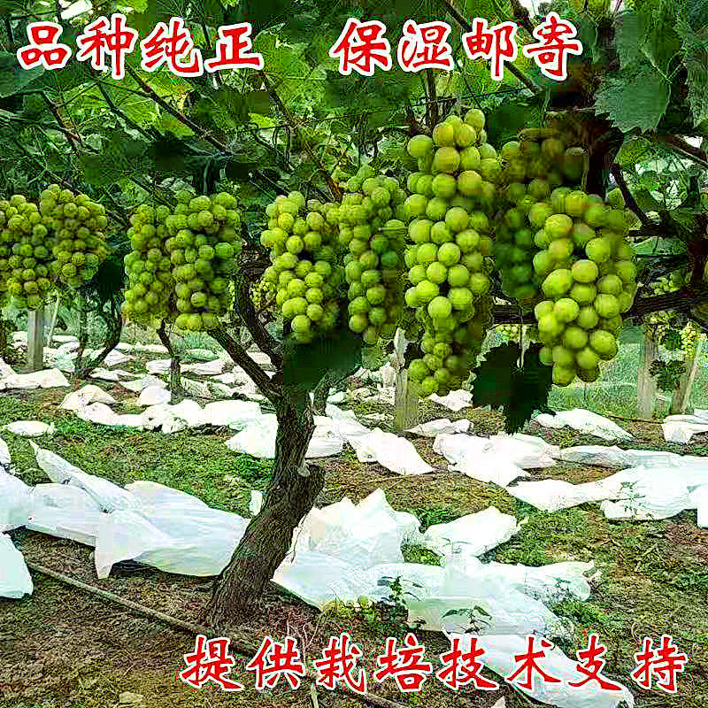 爬藤耐寒葡萄树苗巨峰夏黑无核晴王阳光玫瑰南方盆栽庭院大葡萄苗