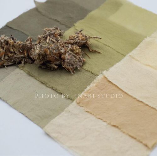 鼠曲草佛耳草天然植物草木染料