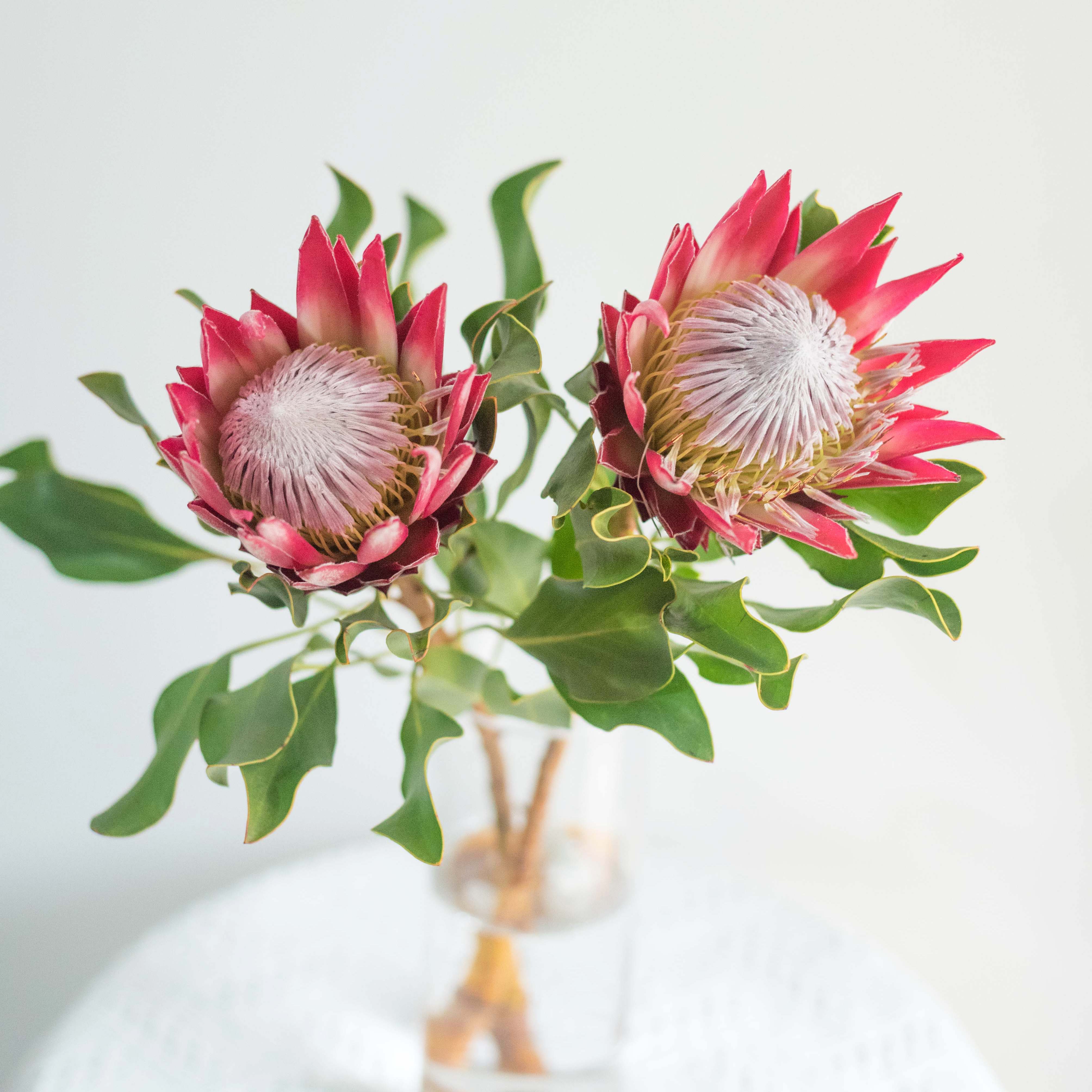 花草集新品推荐南非进口帝王花鲜切高档商务婚礼花中贵族复古大气