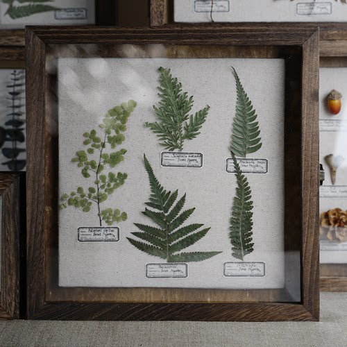 实木植物标本挂画客厅
