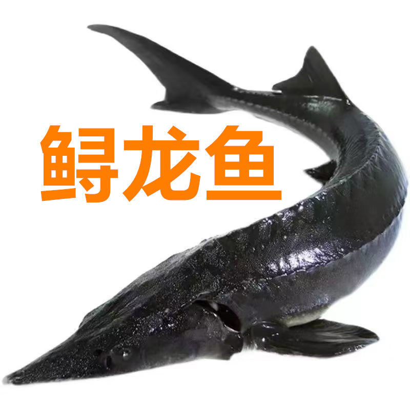 鲟龙鱼 江水网箱养殖 淡水鱼七里浮子 冷水鲟鳇鱼 鲜鱼速度发货,水产肉类/新鲜蔬果/熟食,淡水鱼类,淘宝优惠券,粉丝福利购,淘宝优惠卷