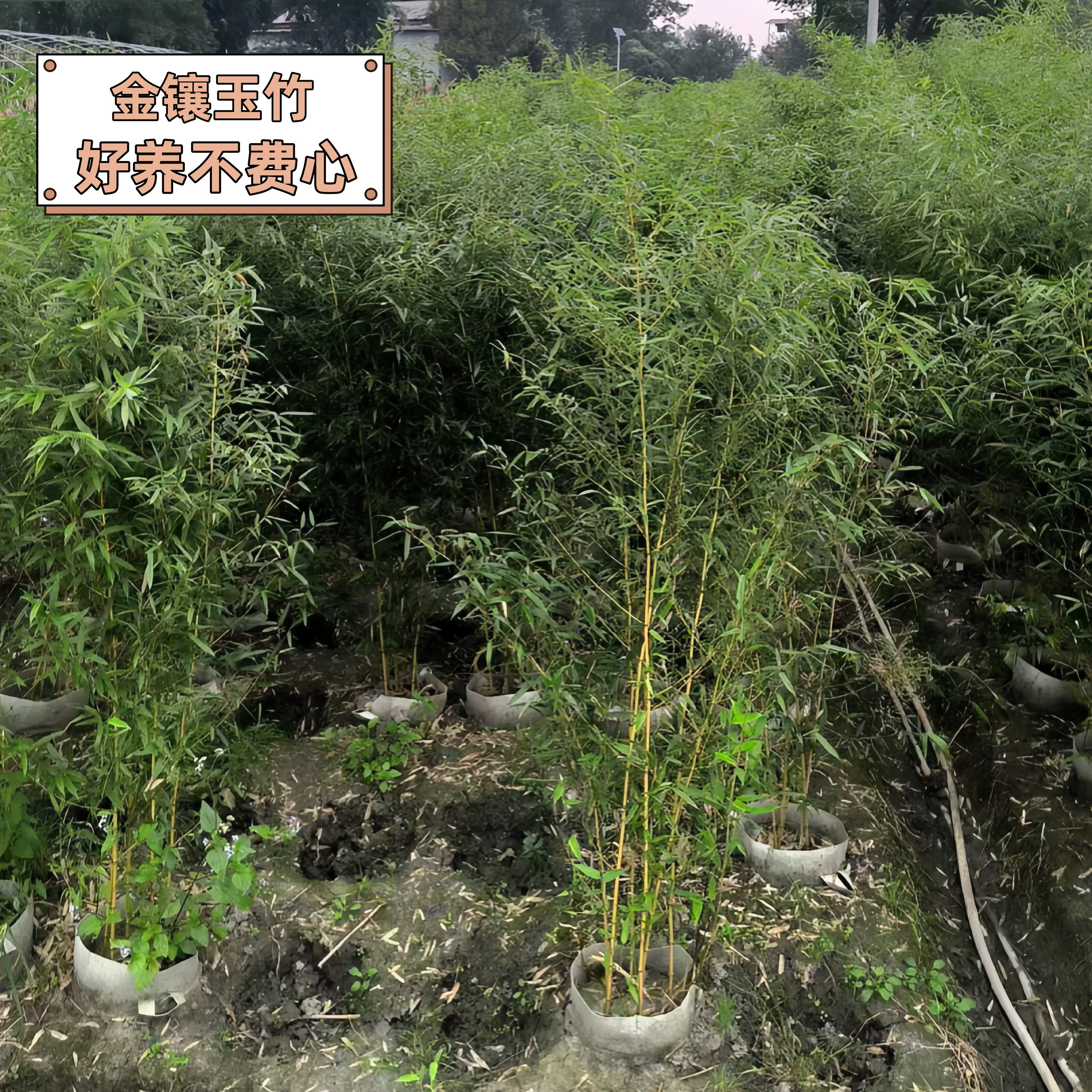 琴丝竹苗人面竹金镶玉竹紫竹凤尾竹熊猫竹阳台书房窗台室内外绿植,鲜花速递/花卉仿真/绿植园艺,绿植,淘宝优惠券,粉丝福利购,淘宝优惠卷