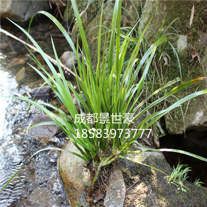 野生菖蒲苗 水菖蒲 臭蒲草 净化水质 养鱼养虾池塘专用