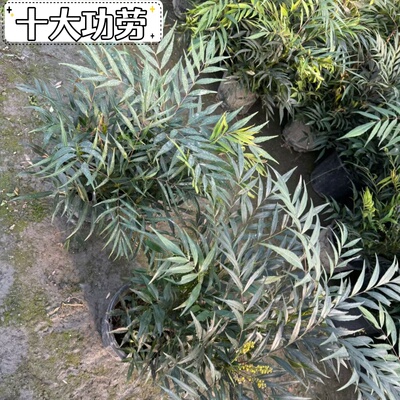 狭叶十大功劳绿植盆栽易养