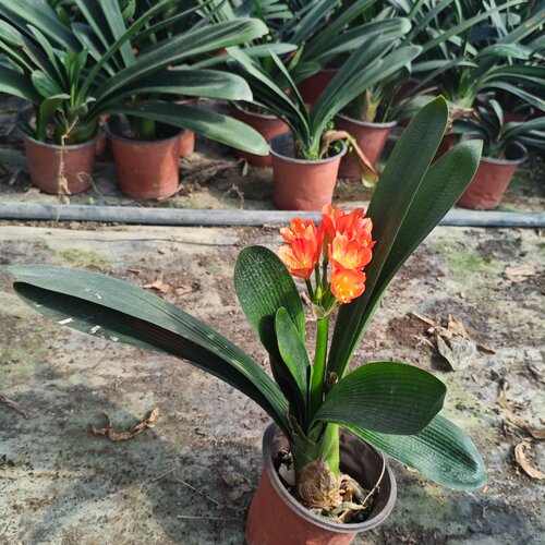 君子兰盆栽净化空气特价处理