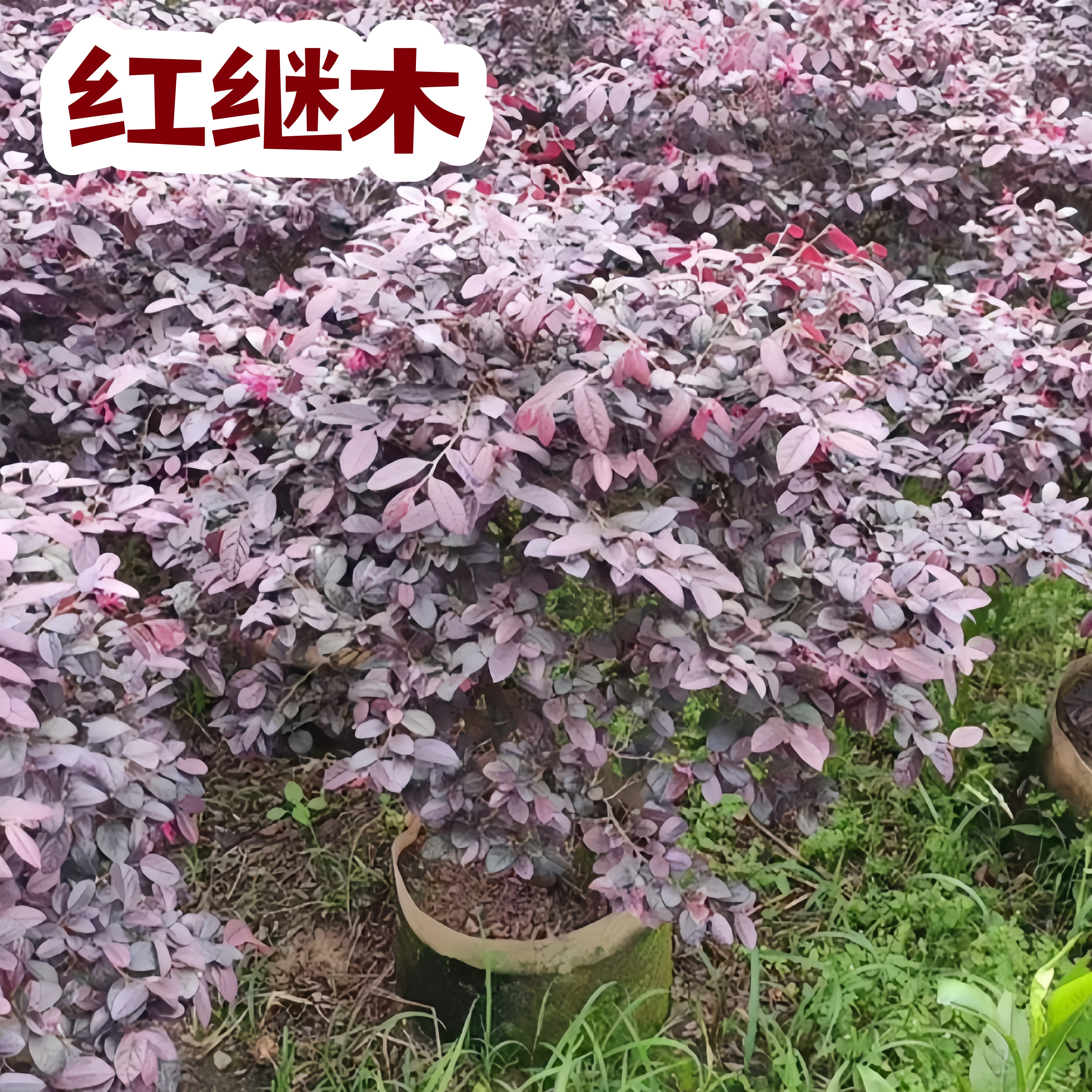 红叶石楠红继木四季绿篱苗