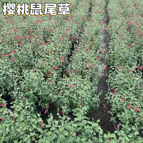 樱桃鼠尾草盆栽克拉香草烈焰红唇双色花芳香观赏绿植庭院阳台