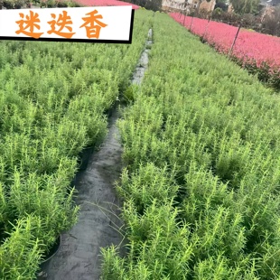 迷迭香盆栽牛排用可食用薄荷叶紫苏藿香苗新鲜罗勒苗香草植物调料