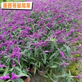 墨西哥蓝鸟蓝霸天蓝樱桃鼠尾草耐旱耐热花坛庭院花境植物盆栽工程