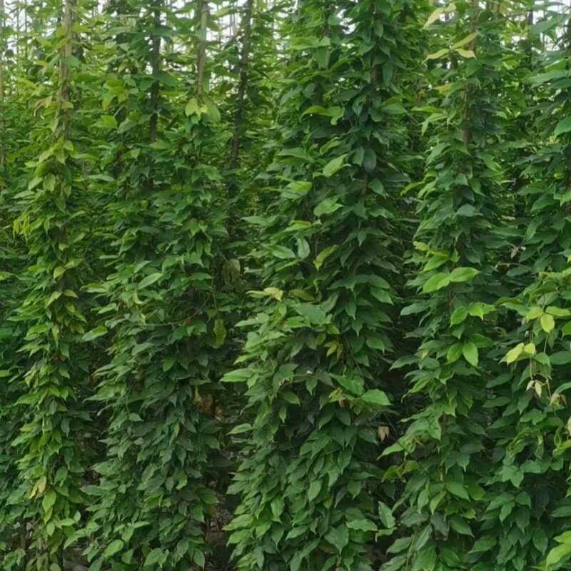 油麻藤爬山虎树苗攀爬植物庭院