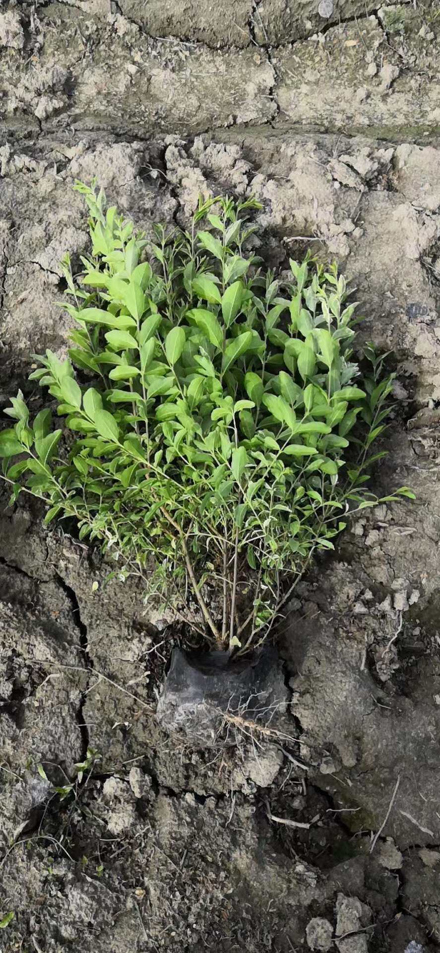 金姬银姬小蜡球形棒棒糖型本地绿化植物庭院种植四季常青美观绿植