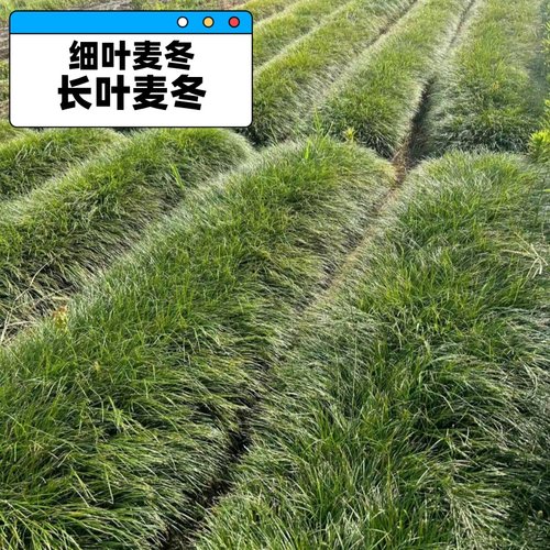 日本矮麦冬玉龙草花园植物四季