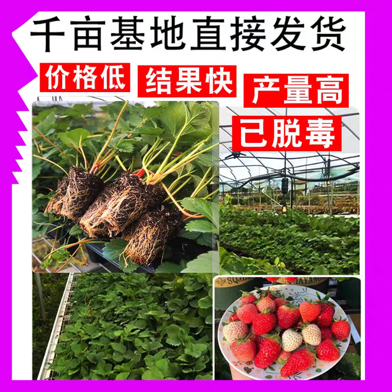 草莓苗批发品种齐全脱毒穴盘苗