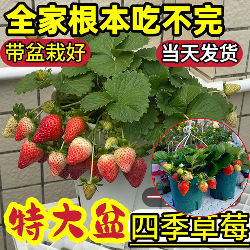 草莓苗盆栽四季结果原土原盆奶油草莓苗特大号带花带果黑珍珠新品