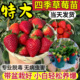 草莓苗草莓苗秧四季 结果盆栽原盆原土大盆带盆发货草莓盆栽特大号