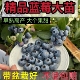 蓝莓树果苗蓝莓苗特大蓝莓树苗盆栽南方北方种植原盆原土花香L25