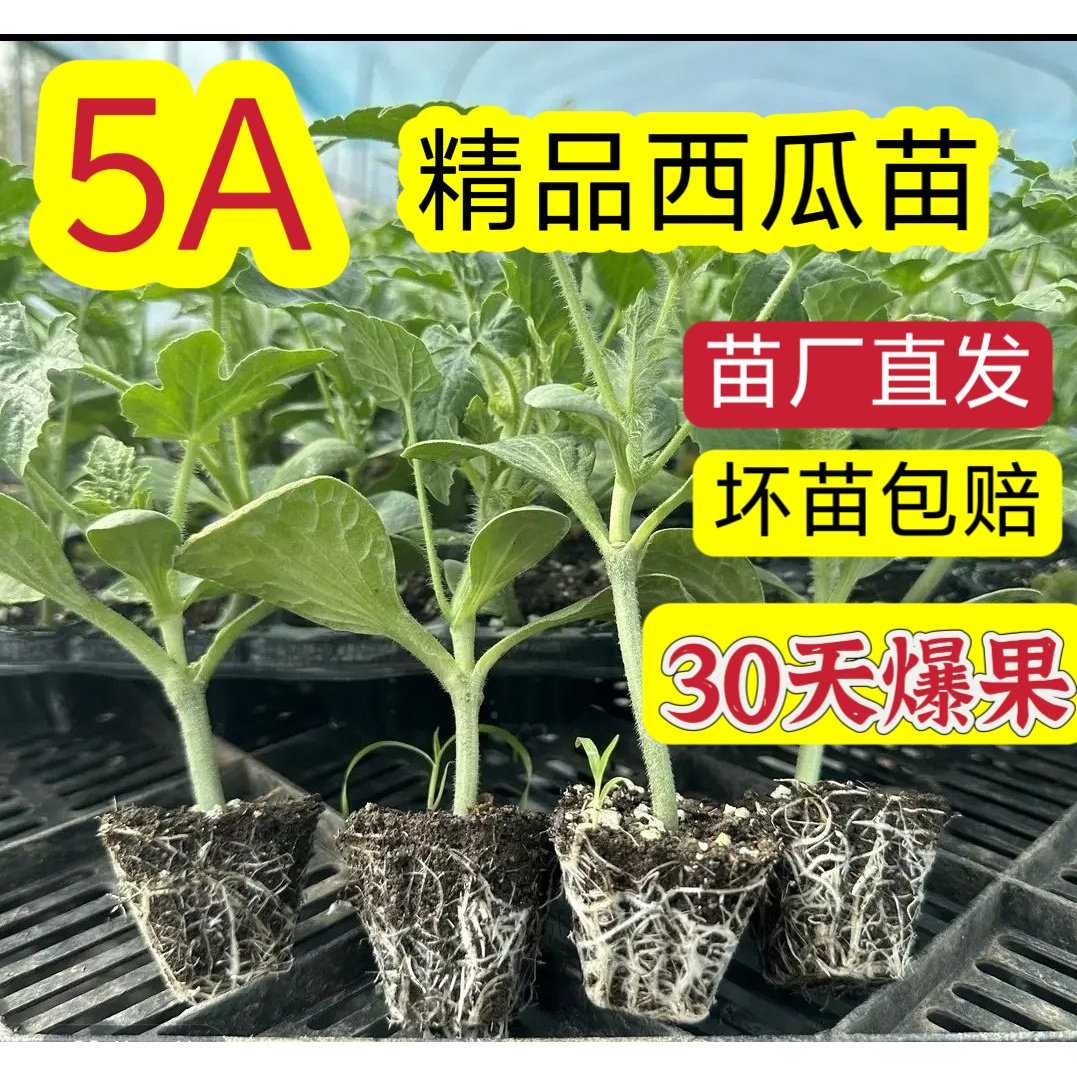 西瓜苗麒麟8424西瓜苗秧西瓜苗嫁接阳台盆栽地栽正宗美都早春红玉