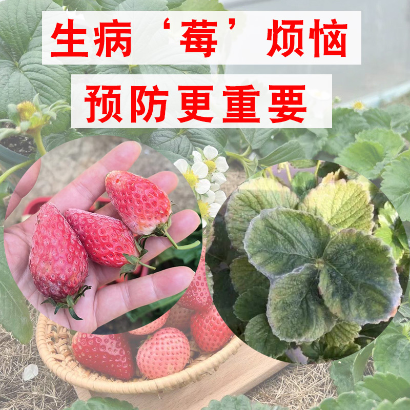 草莓生病莓煩惱 提前防治更重要 綠葉 促花 復(fù)壯 防治干葉
