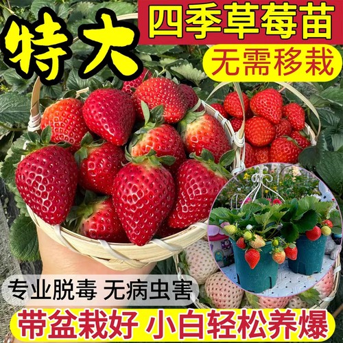 原盆原土奶油草莓苗盆栽巨甜