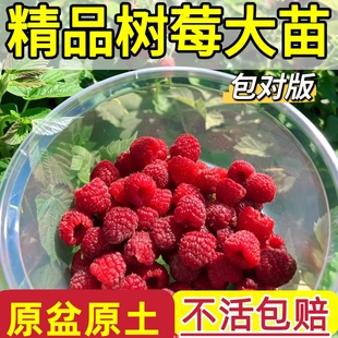 树莓苗树莓果苗双季结果红树莓果苗南北方种植果树苗金秋黑树莓苗