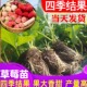 草莓苗四季 结果盆栽草莓苗秧99草莓苗奶油草莓苗特大号草莓苗优质