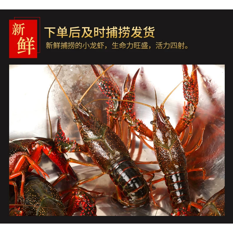 5斤4567钱湖北潜江清水小龙活虾