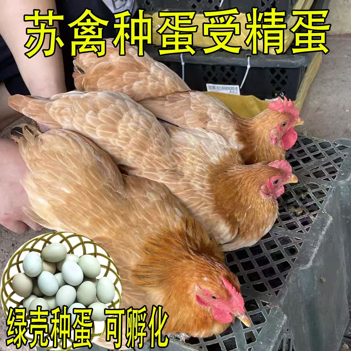 苏禽绿壳鸡种蛋新鲜包邮受精蛋自然受精土鸡种蛋可食用可孵化小鸡
