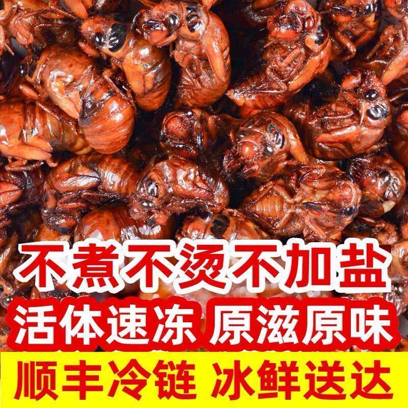 冷链速运】新鲜知了猴稀有金蝉蝉知鲜货野生蝉蛹速冻活体新鲜2026