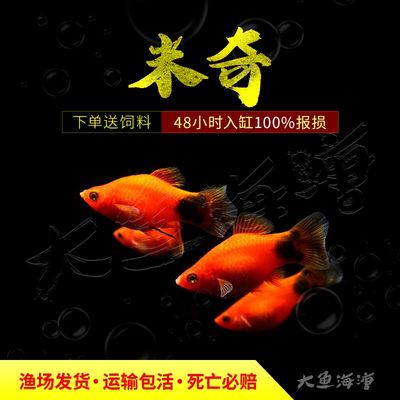 红米奇胎生鱼可繁殖种鱼孔雀鱼斑马鱼胎生鱼天使鱼观赏鱼热带鱼