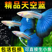 天空蓝孔雀鱼种鱼可繁殖斑马鱼胎生鱼天使鱼神仙鱼观赏鱼热带鱼