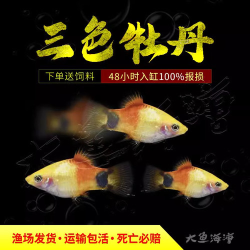 三色米奇胎生鱼可繁殖种鱼孔雀鱼斑马鱼胎生鱼天使鱼观赏鱼热带鱼