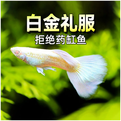 白金礼服孔雀鱼种鱼可繁殖斑马鱼胎生鱼神仙鱼天使鱼观赏鱼热带鱼