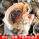海螺鲜活海鲜水产新鲜海捕田螺花贝类烟台当天捕捞大海螺鲜活1斤