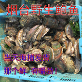 鲍鱼鲜活海鲜水产鲜活野生鲍鱼小鲍鱼鲜活活体 1只价 烟台产鲍鱼