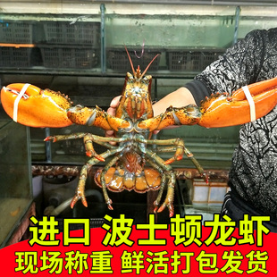 波士顿新款鲜活大龙虾特大10斤波斯顿澳洲奥龙海鲜水产虾活虾波龙