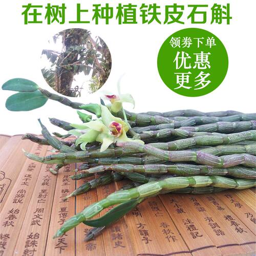 铁皮石斛鲜条1000g新鲜基地直销